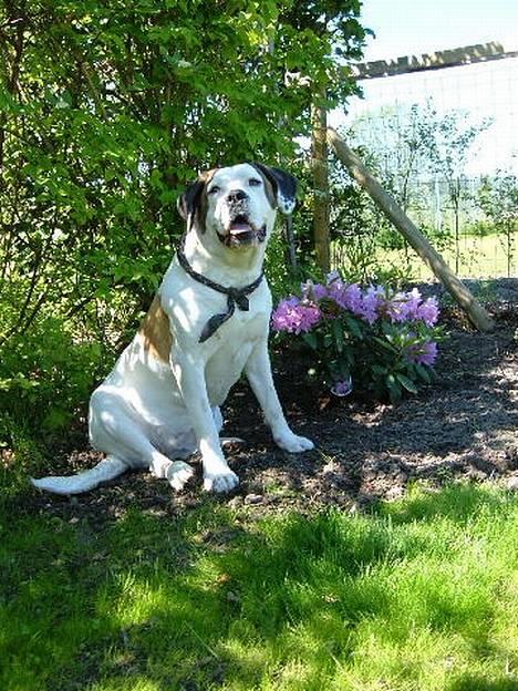 Blanding af racer Tessa - den sol deroppe er godt nok varm.... pyhaaaaa billede 9