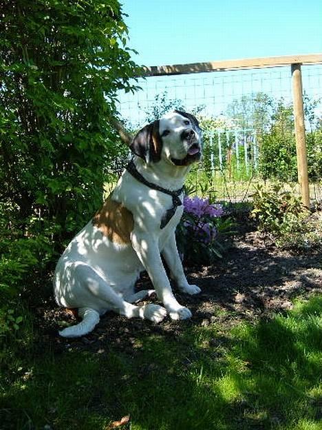 Blanding af racer Tessa - mon Nikita gi´r en bid af den is billede 10