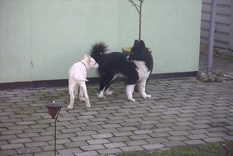 Hvid Schweizisk Hyrdehund Ursus - øh......hvem er du billede 7