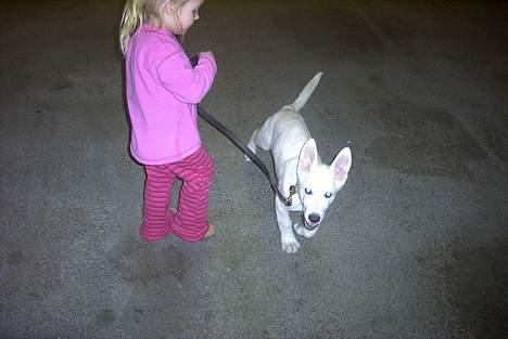 Hvid Schweizisk Hyrdehund Ursus - var tilskuer til min første udstilling billede 5