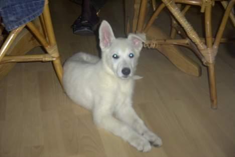 Hvid Schweizisk Hyrdehund Ursus - ja nu er jeg ved at falde til her i mit nye hjem billede 10