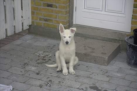 Hvid Schweizisk Hyrdehund Ursus - altså nu gider jeg ikke mere billede 8