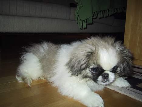 Pekingeser Gizmo - Gizze Gizze Gizzemo som lille billede 1