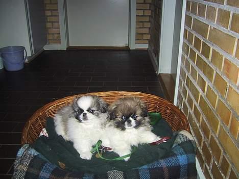 Pekingeser Gizmo - Gizmo & hans bror Buster, som er en "hund fra landet" billede 2