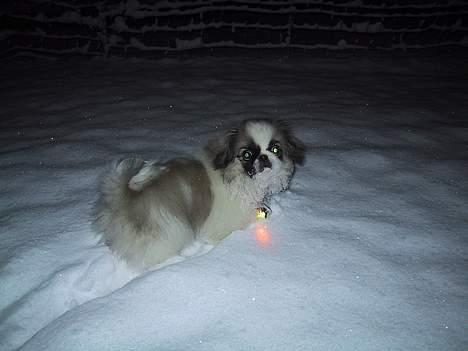 Pekingeser Gizmo - Første gang i sne, og så med lys på. Vi har jo set hvordan sneploven fungerer. billede 3