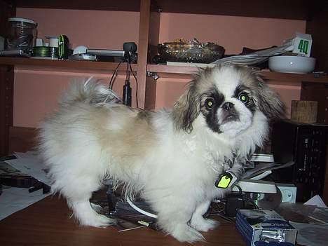 Pekingeser Gizmo - Må jeg virkelig ikke gå på fars skrivebord ??? billede 4