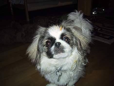 Pekingeser Gizmo - Får jeg snart noget ???? billede 9