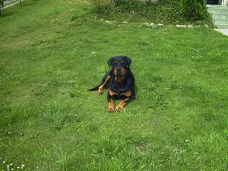Rottweiler Chilli(er i hunderiget ) billede 6