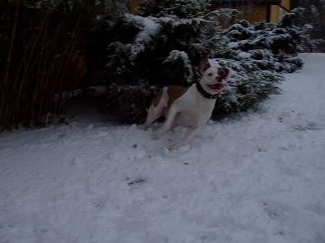 Amerikansk bulldog Fedesen - Hurtigt stop og så afsted igen...... billede 7