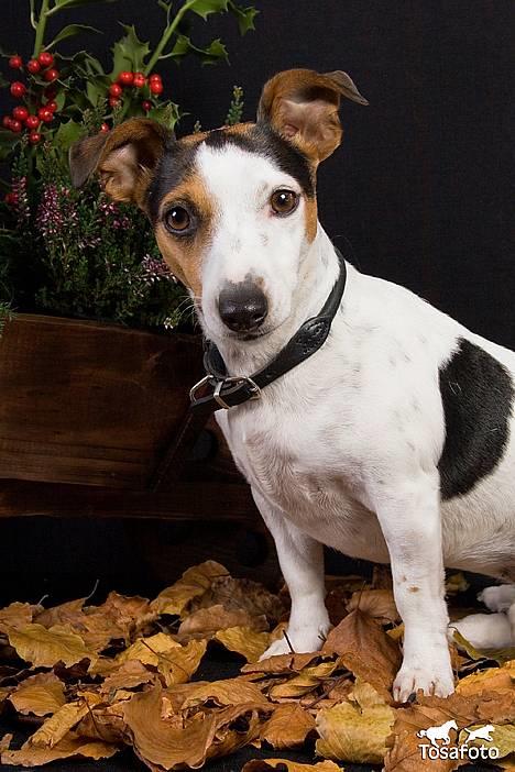 Jack russell terrier vabber - Nøøøøj en lang næse jeg har på et her billede billede 1
