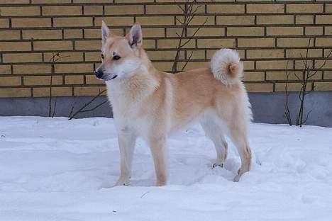 Norsk buhund Nuka billede 1