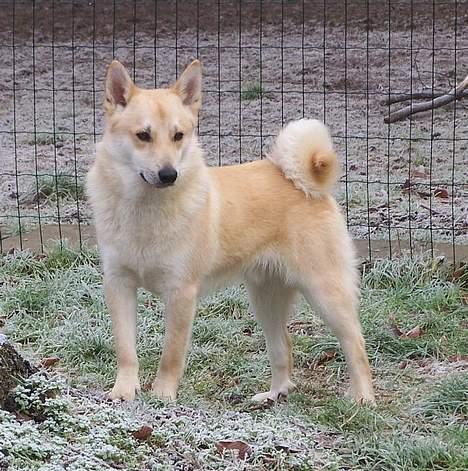 Norsk buhund Nuka billede 2