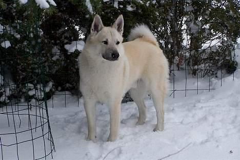 Norsk buhund Chimo - Marts 2005 billede 1