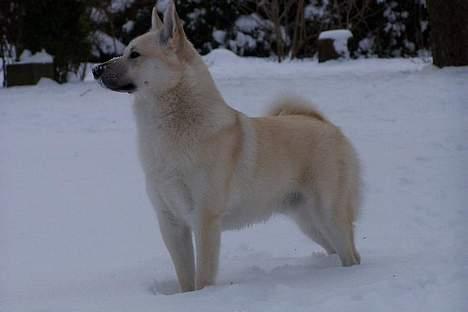 Norsk buhund Chimo - Marts 2005 billede 2