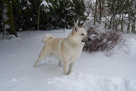 Norsk buhund Chimo - Marts 2005 billede 3