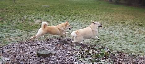 Norsk buhund Chimo - Chimo og Nuka leger - Januar 2005 billede 4