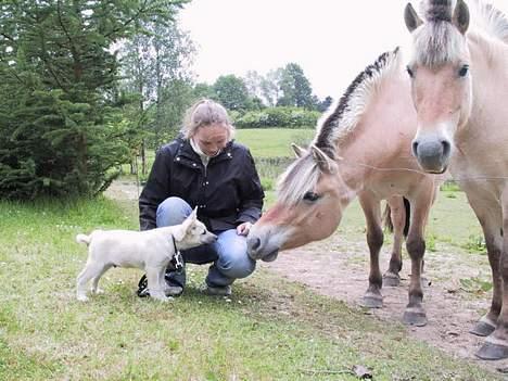 Norsk buhund Chimo - Chimo møder hest - Juni 2004 billede 5