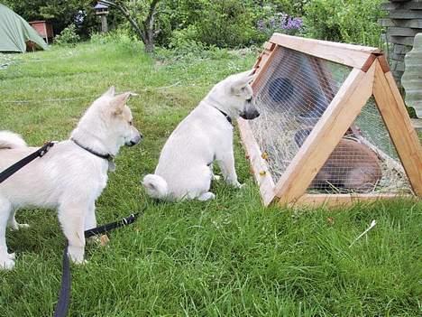 Norsk buhund Chimo - Chimo og Nuka møder kanin - Juni 2004 billede 6