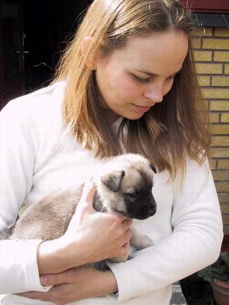 Norsk buhund Chimo - Chimo 4 uger billede 7