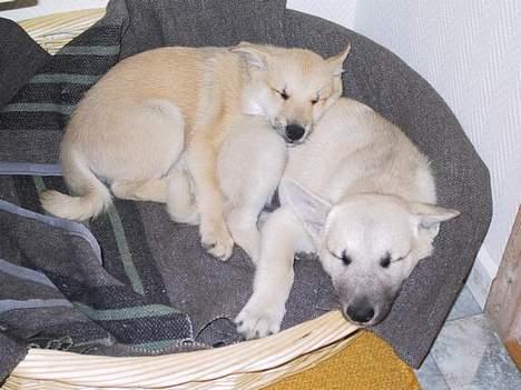 Norsk buhund Chimo - Chimo og Nuka får sig en lur - Juni 2004 billede 8