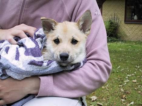 Norsk buhund Nuka - Nuka har været i bad - Juni 2004 billede 3