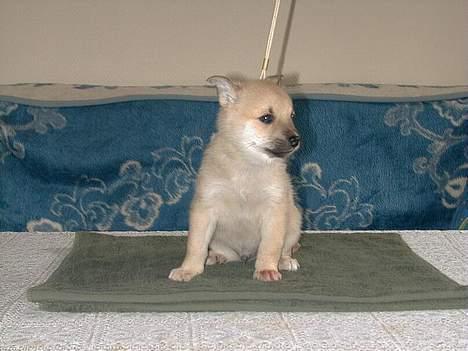 Norsk buhund Nuka - Nuka 5 uger gammel billede 6