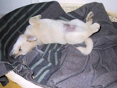 Norsk buhund Nuka - Nuka får sig en lur - Juni 2004 billede 7