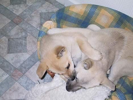 Norsk buhund Nuka - Hvalpetummel, Nuka til venstre, Chimo til højre - Juni 2004 billede 8