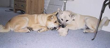 Norsk buhund Nuka - Nuka og Chimo med legetøj - Juli 2004 billede 9