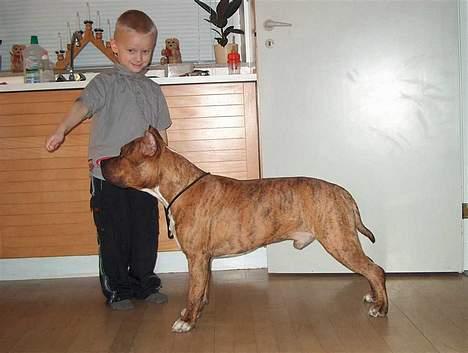 Amerikansk staffordshire terrier Z Grabskiego Full Moon billede 1