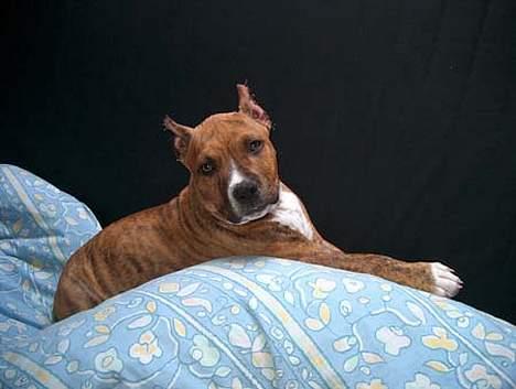 Amerikansk staffordshire terrier Z Grabskiego Full Moon billede 2