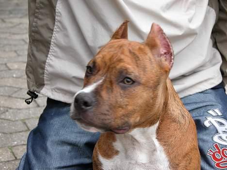 Amerikansk staffordshire terrier Z Grabskiego Full Moon billede 3