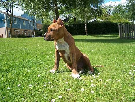 Amerikansk staffordshire terrier Z Grabskiego Full Moon billede 4