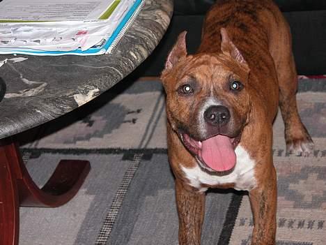 Amerikansk staffordshire terrier Z Grabskiego Full Moon billede 5