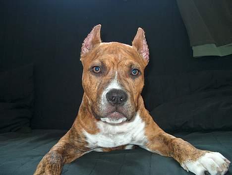 Amerikansk staffordshire terrier Z Grabskiego Full Moon billede 6