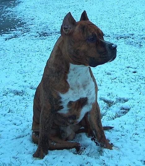 Amerikansk staffordshire terrier Z Grabskiego Full Moon billede 7