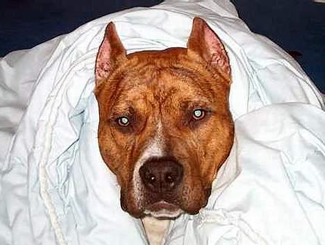 Amerikansk staffordshire terrier Z Grabskiego Full Moon billede 8