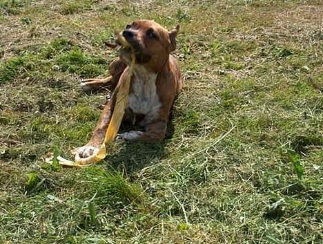 Amerikansk staffordshire terrier Z Grabskiego Full Moon billede 9