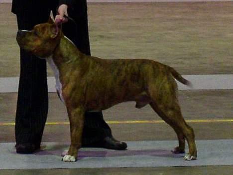 Amerikansk staffordshire terrier Z Grabskiego Full Moon billede 10