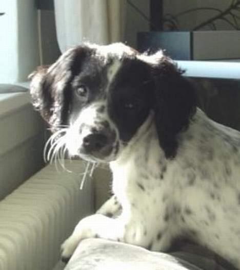 Engelsk springer spaniel Freja - Her ligger jeg og kigger ud af vinduet.... min yndlings beskæftigelse  billede 1