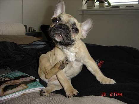 Fransk bulldog Albert (Himmelhund) billede 4