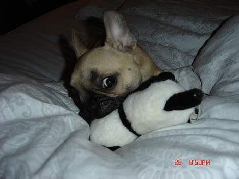 Fransk bulldog Albert (Himmelhund) billede 5