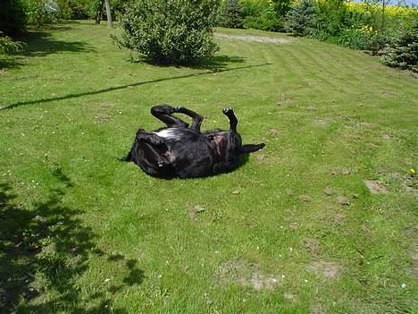 Blanding af racer Bastian (RIP d. 4/5-2010) - Her ruller han sig i haven på en varm sommer dag.. billede 2