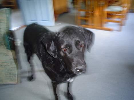 Blanding af racer Bastian (RIP d. 4/5-2010) - Hov, hvad er det ude ved vejen.. det er lidt sløret men alligevel lidt sjovt.. billede 3