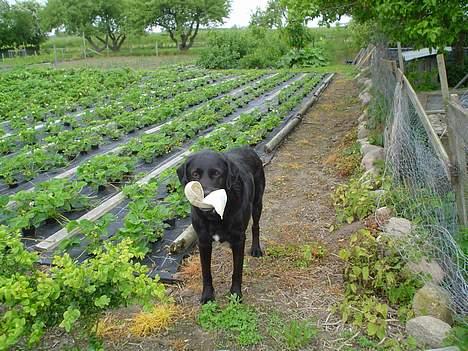 Blanding af racer Bastian (RIP d. 4/5-2010) - Se min bold er den ikke fin... billede 4