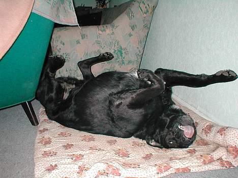 Blanding af racer Bastian (RIP d. 4/5-2010) - Sådan ligger han tit om aftenen, han må godt nok være tryk.. billede 5