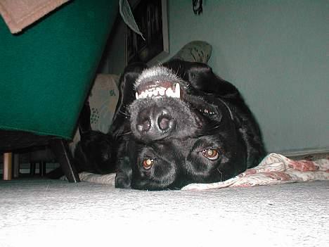 Blanding af racer Bastian (RIP d. 4/5-2010) - Her ligger han igen.. han er bare dejlig.. billede 6