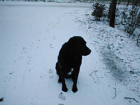 Blanding af racer Bastian (RIP d. 4/5-2010) - Bastian i sneen.. billede 7