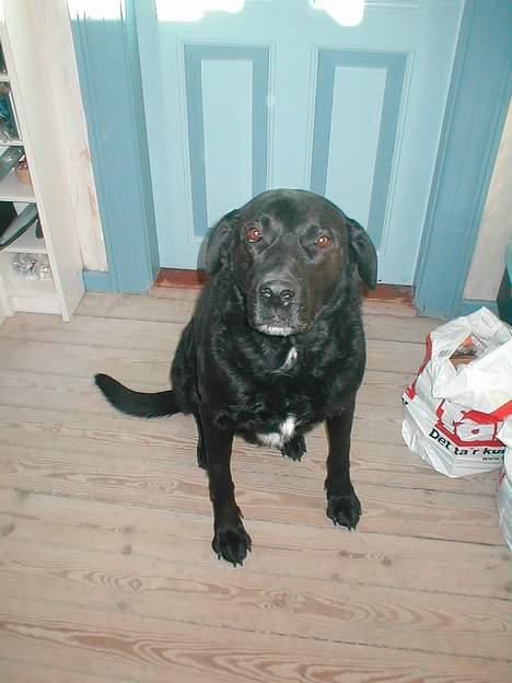 Blanding af racer Bastian (RIP d. 4/5-2010) - Det er ikke altid han kan lide at få taget billeder.. billede 8