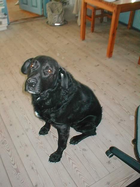 Blanding af racer Bastian (RIP d. 4/5-2010) - Heller ikke her er han vild med at få taget en billede.. billede 9